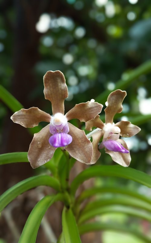 Nature Flower