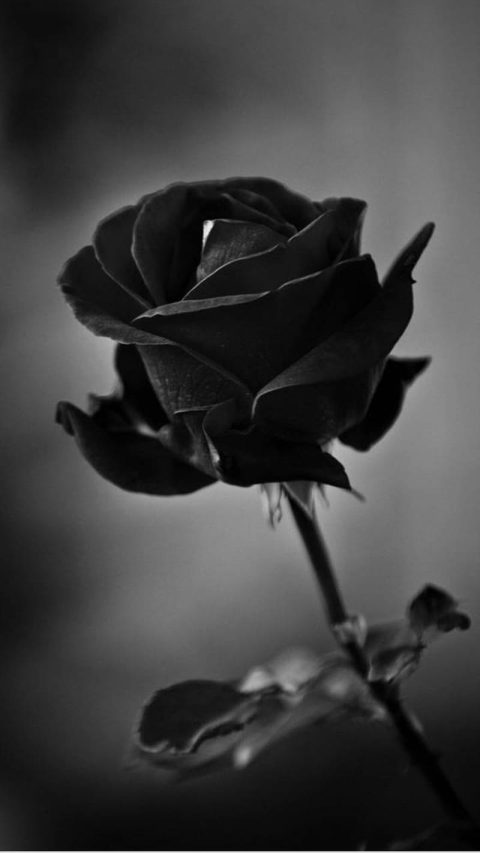 dark