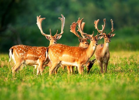 animals
