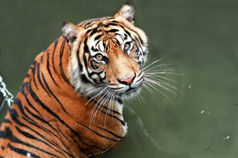 animals