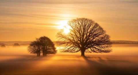nature