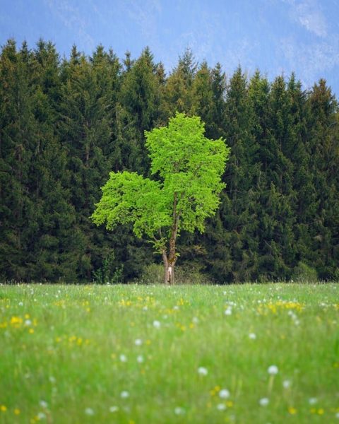 nature
