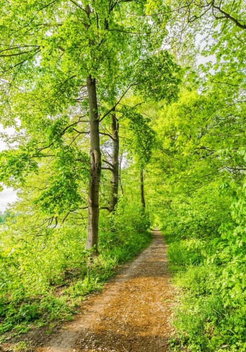 nature