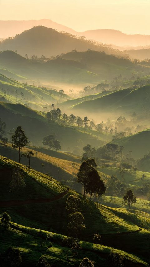 nature