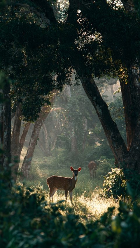 nature