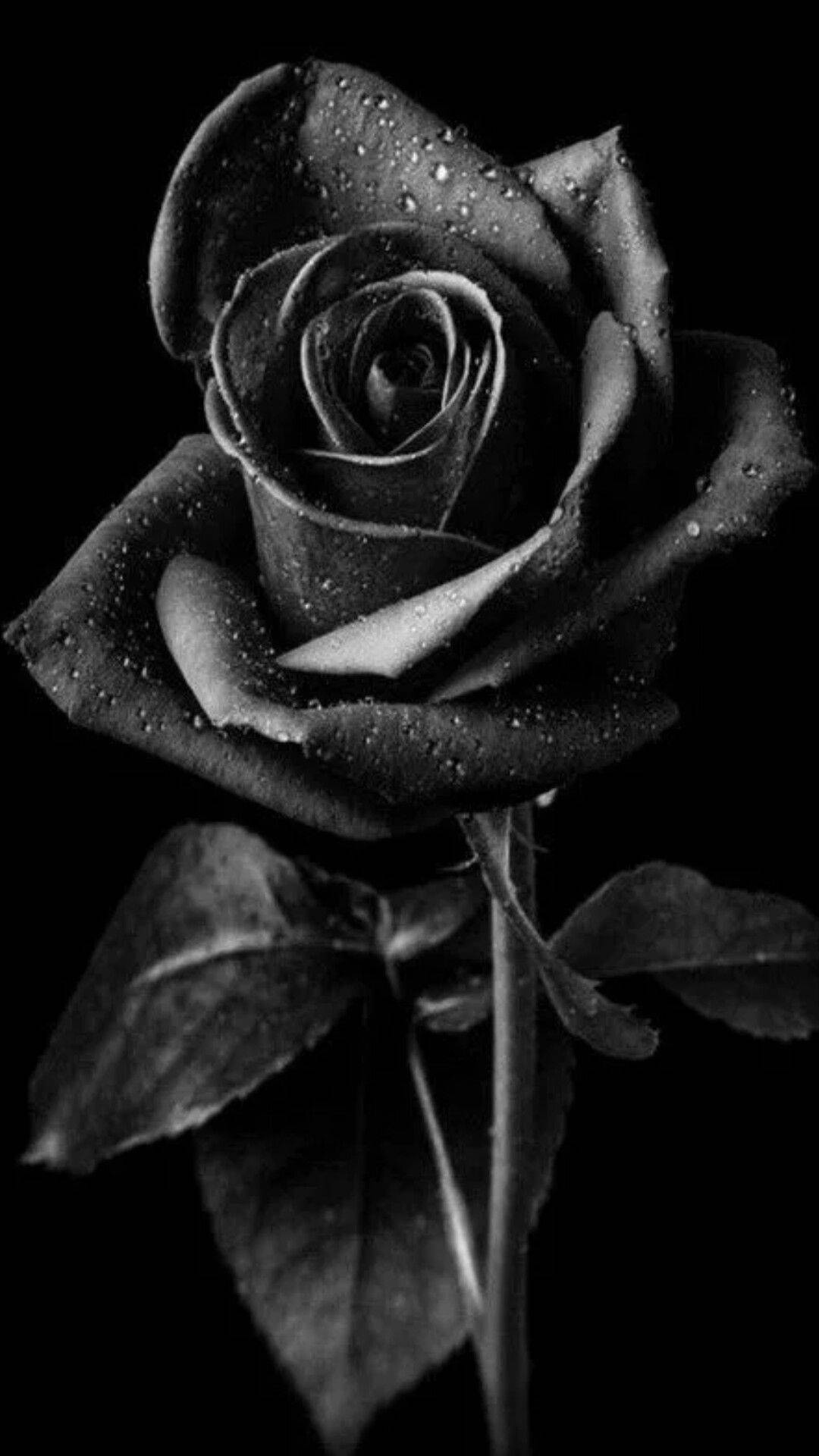 dark
