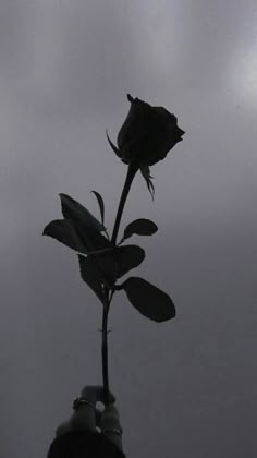 dark