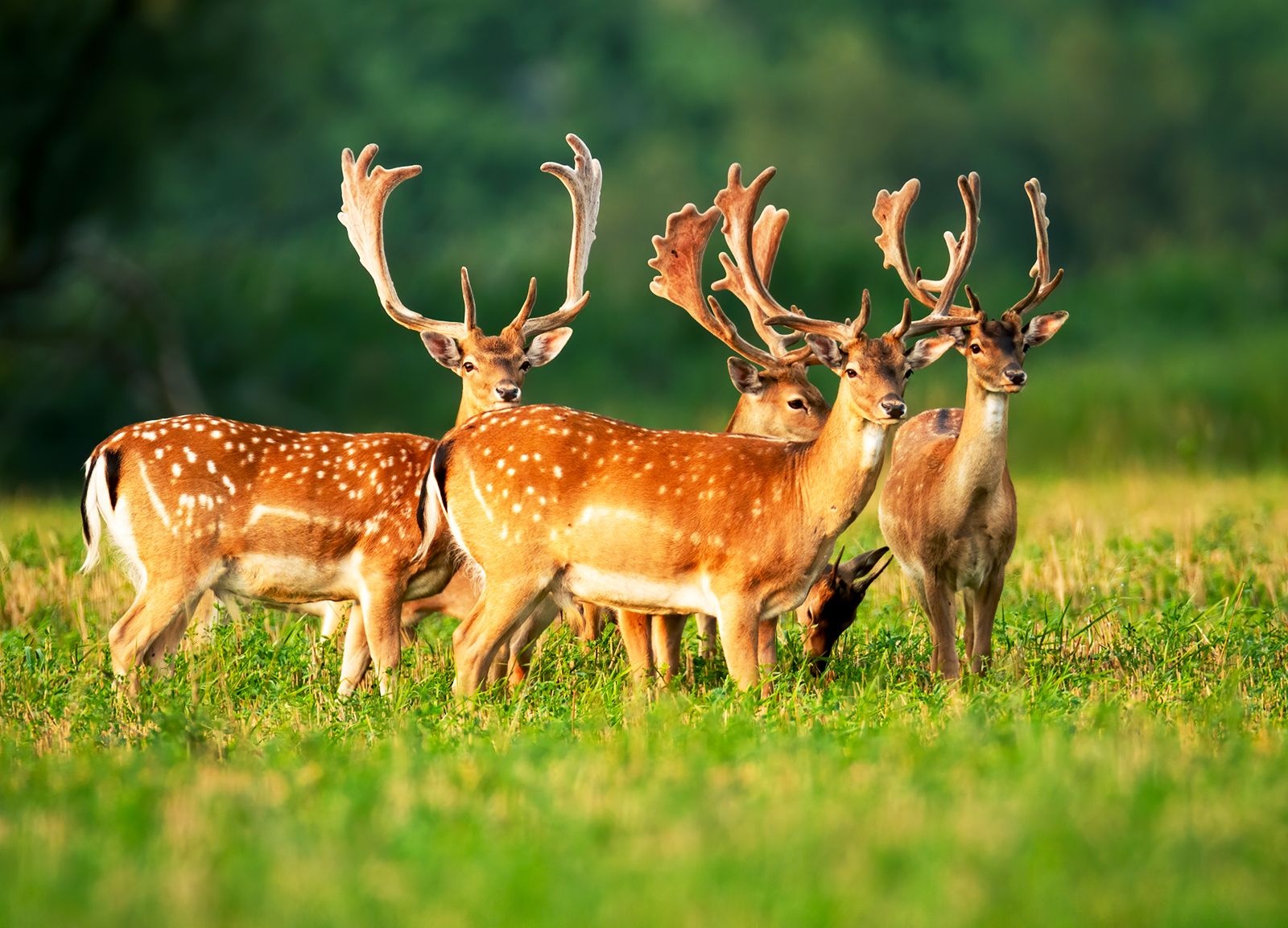 animals