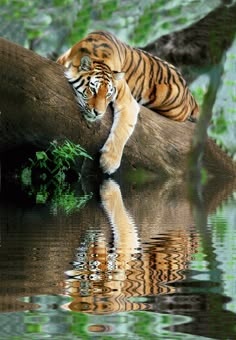 animals
