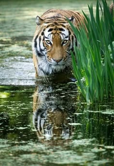 animals