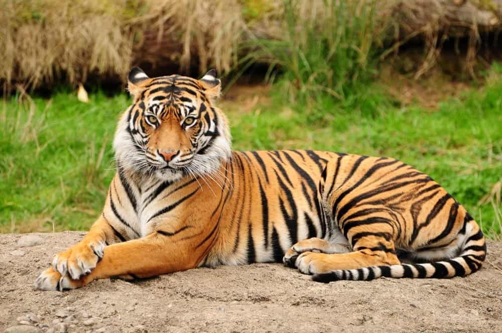 animals