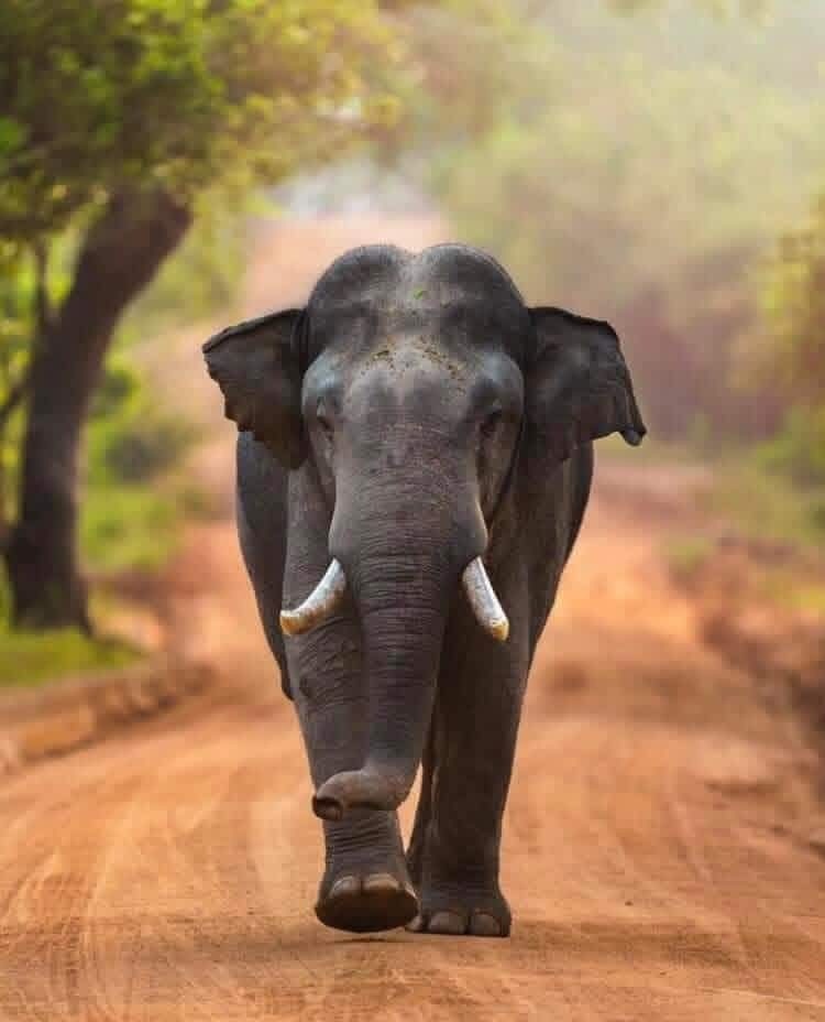 animals
