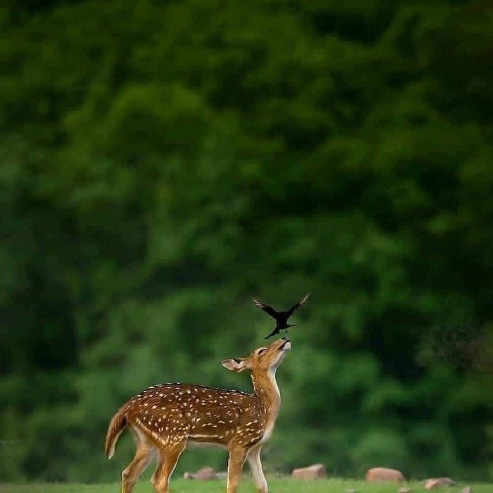 animals