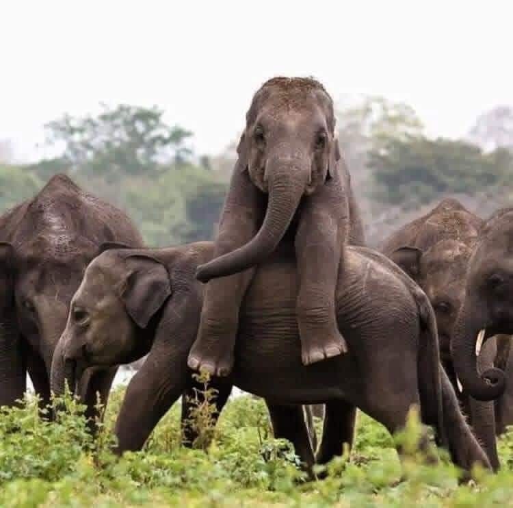 animals
