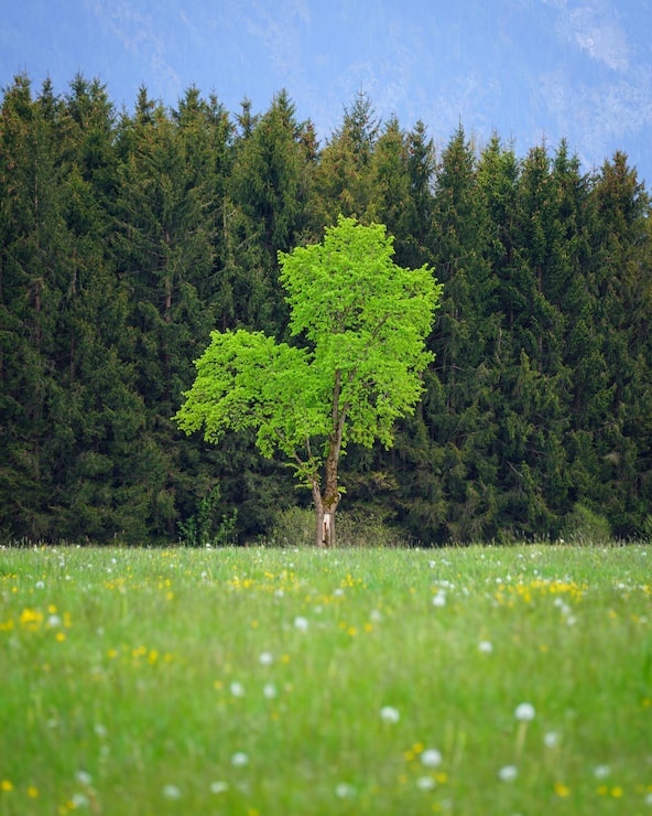 nature